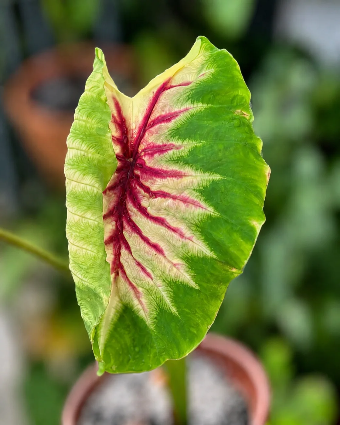 Colocasia Siren Sun Moon