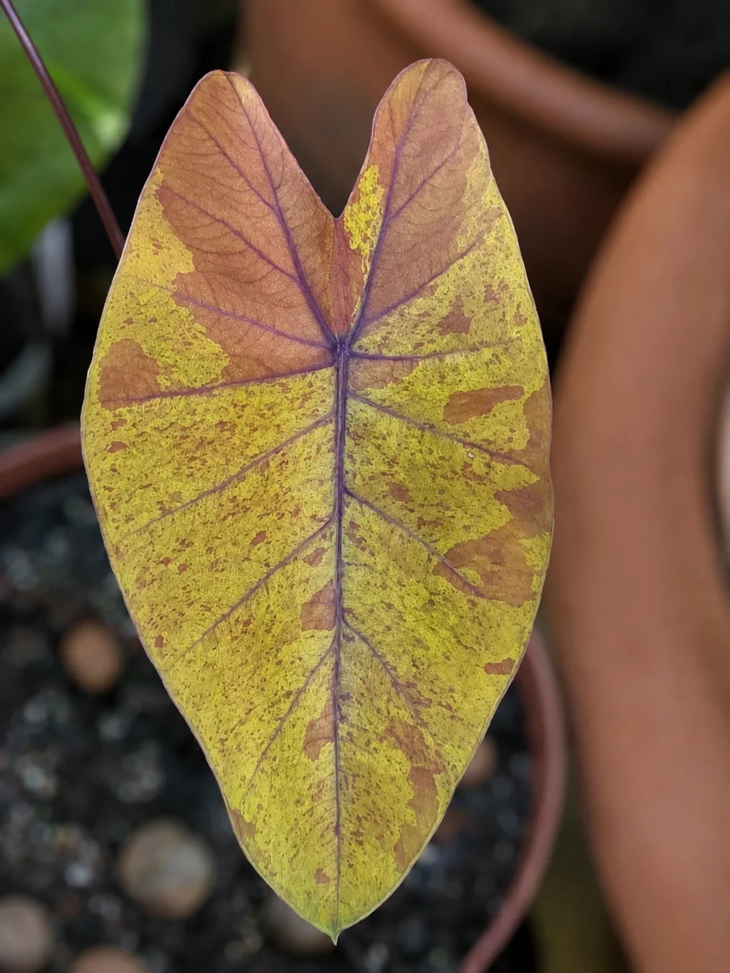 Colocasia Canary