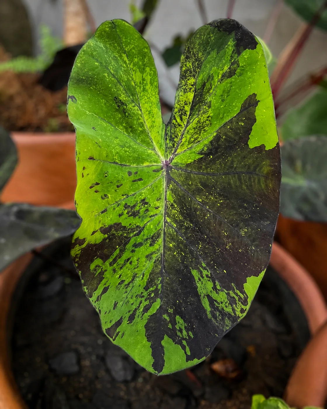 Colocasia Kaiser