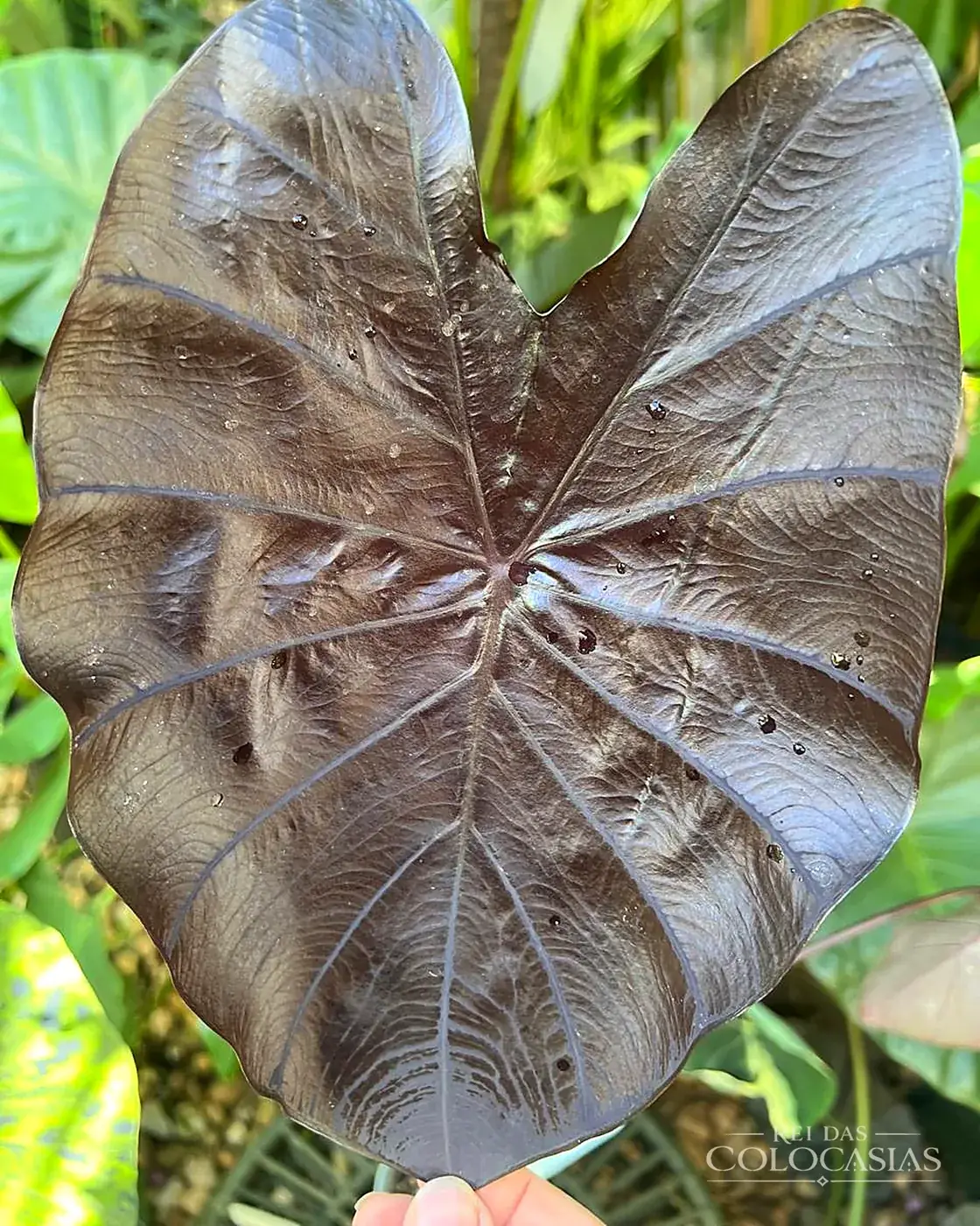 Colocasia Black Coral