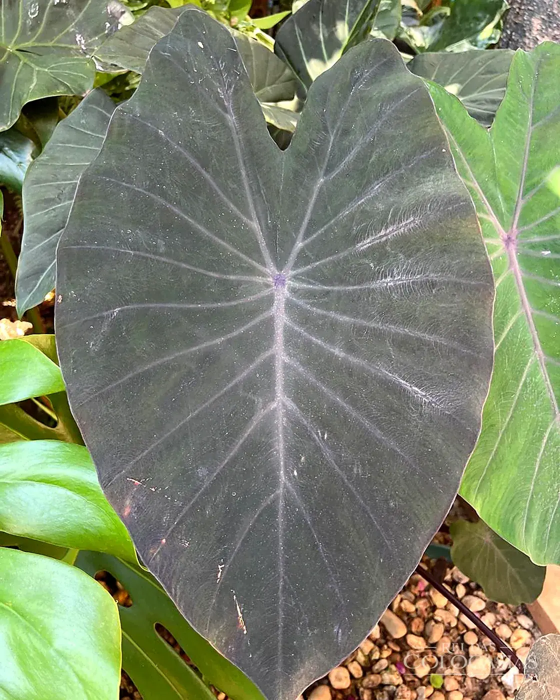 Colocasia Black Magic