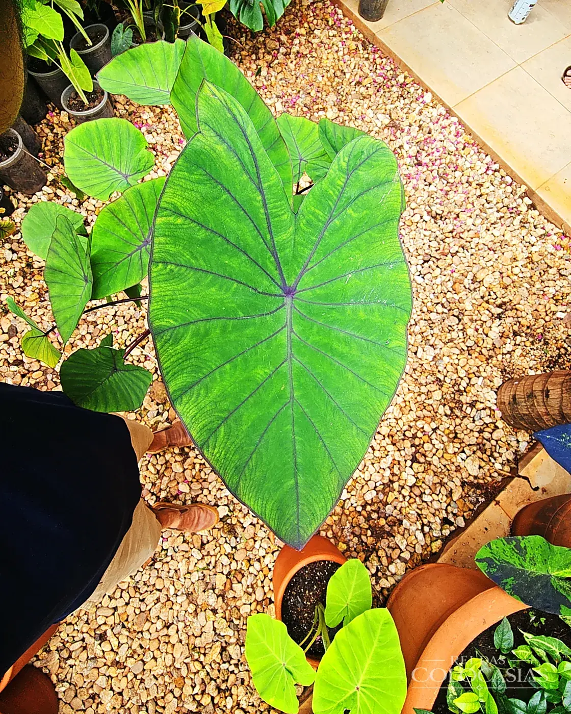 Colocasia Blue Hawaii