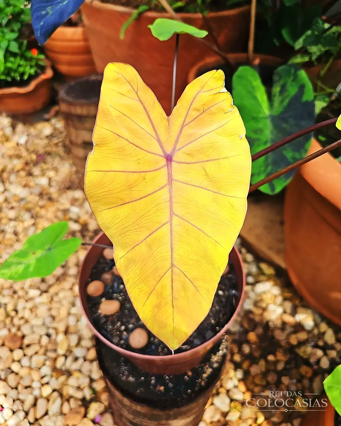 Colocasia Canary
