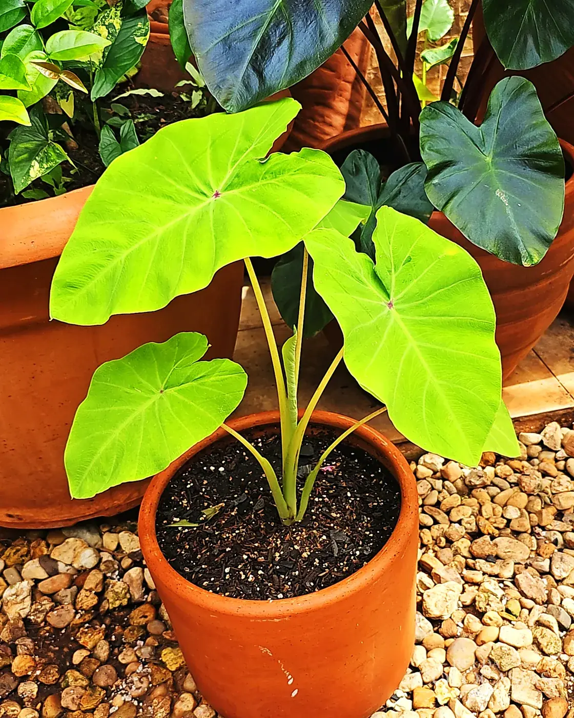 Colocasia Elena