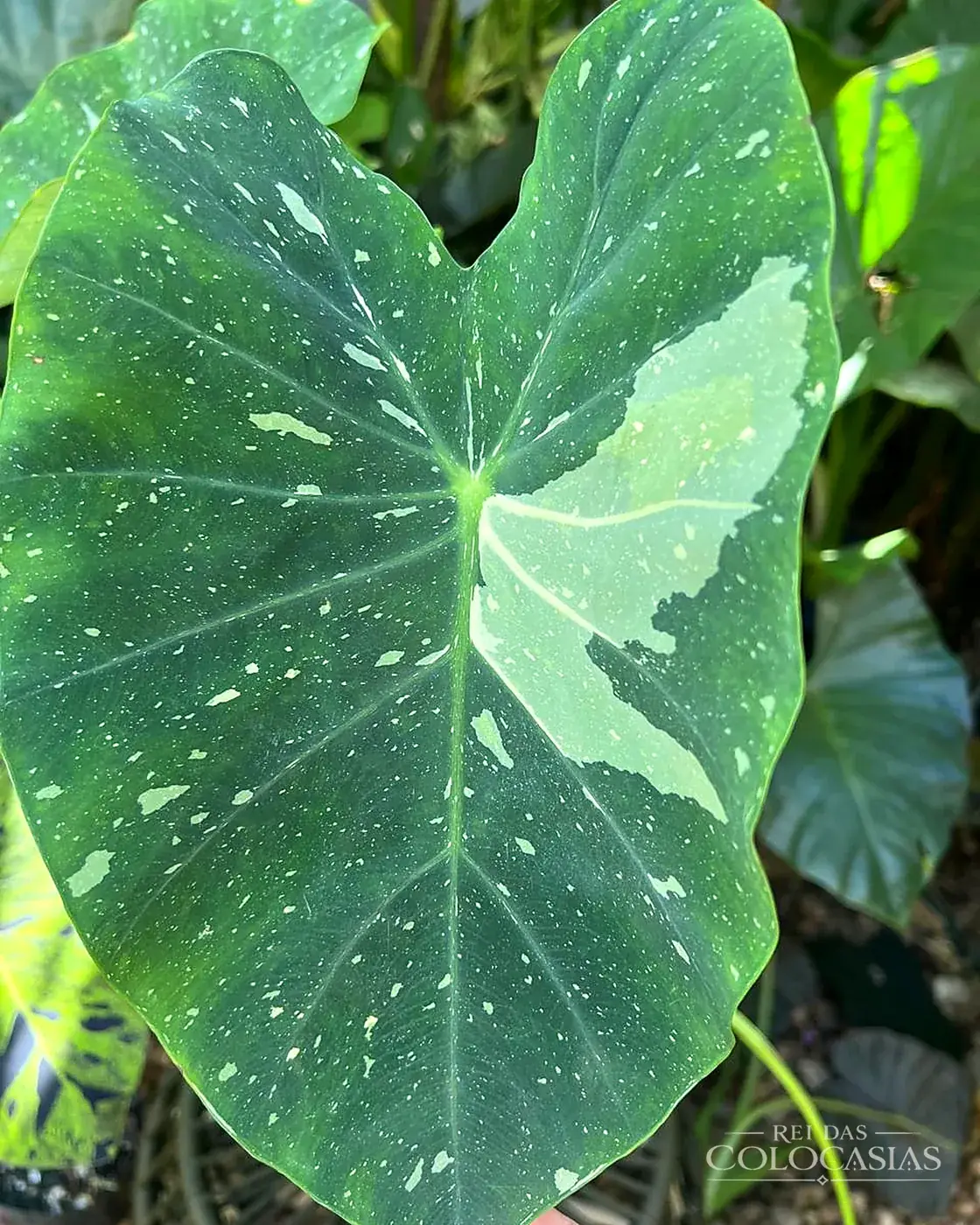 Colocasia Elepaio
