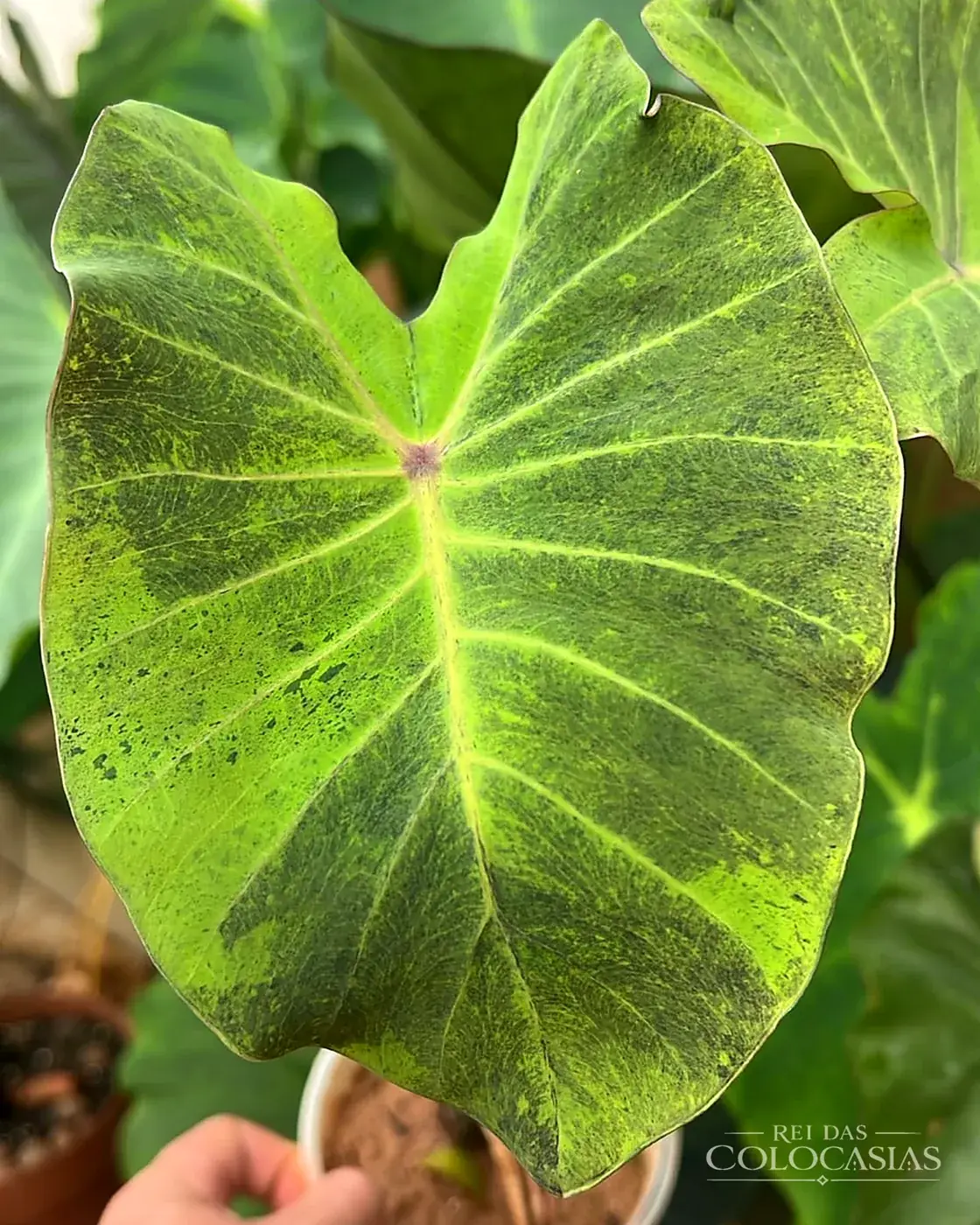 Colocasia Emerald Kaiser