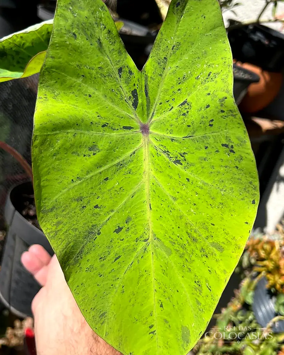 Colocasia Hemero