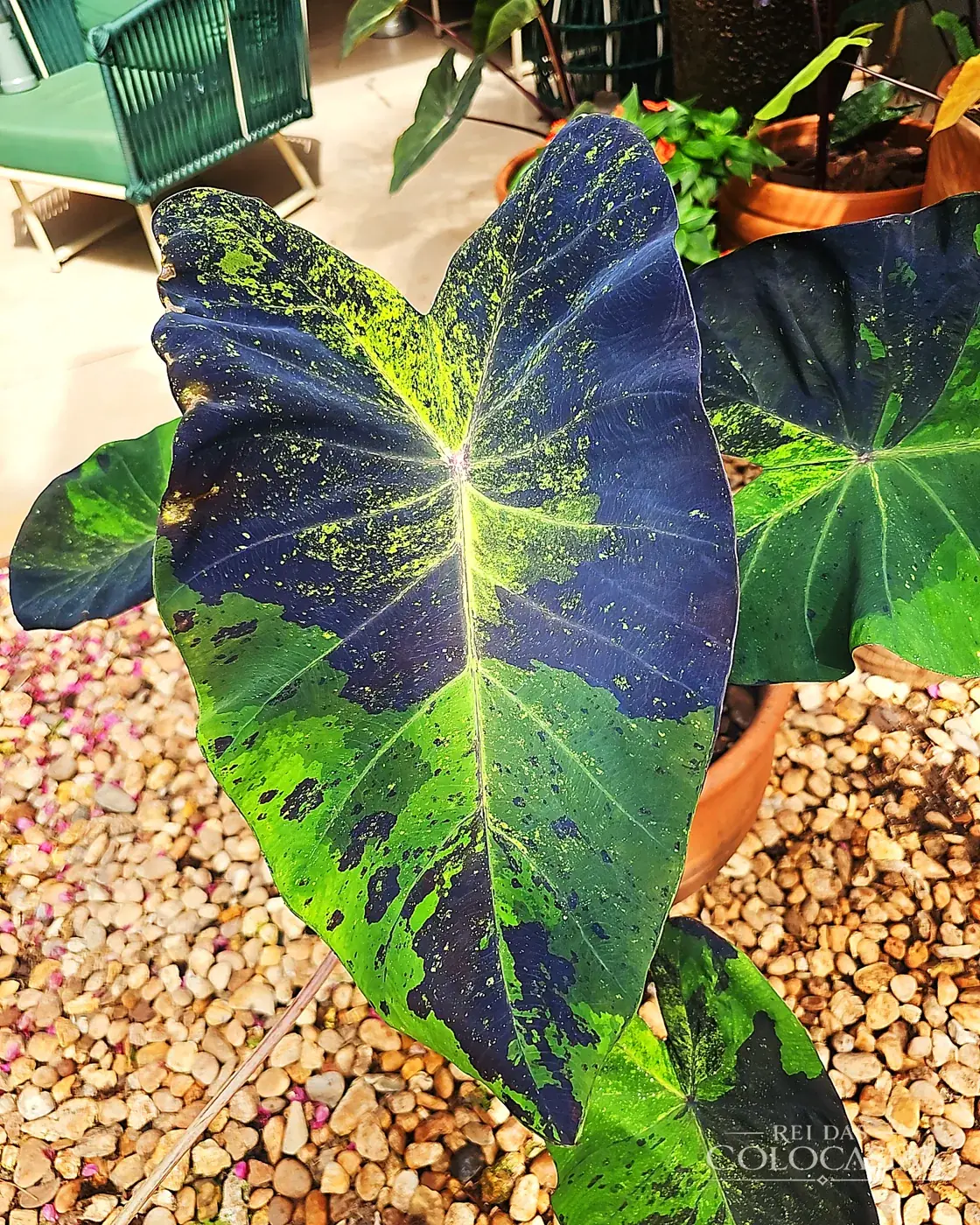 Colocasia Kaiser