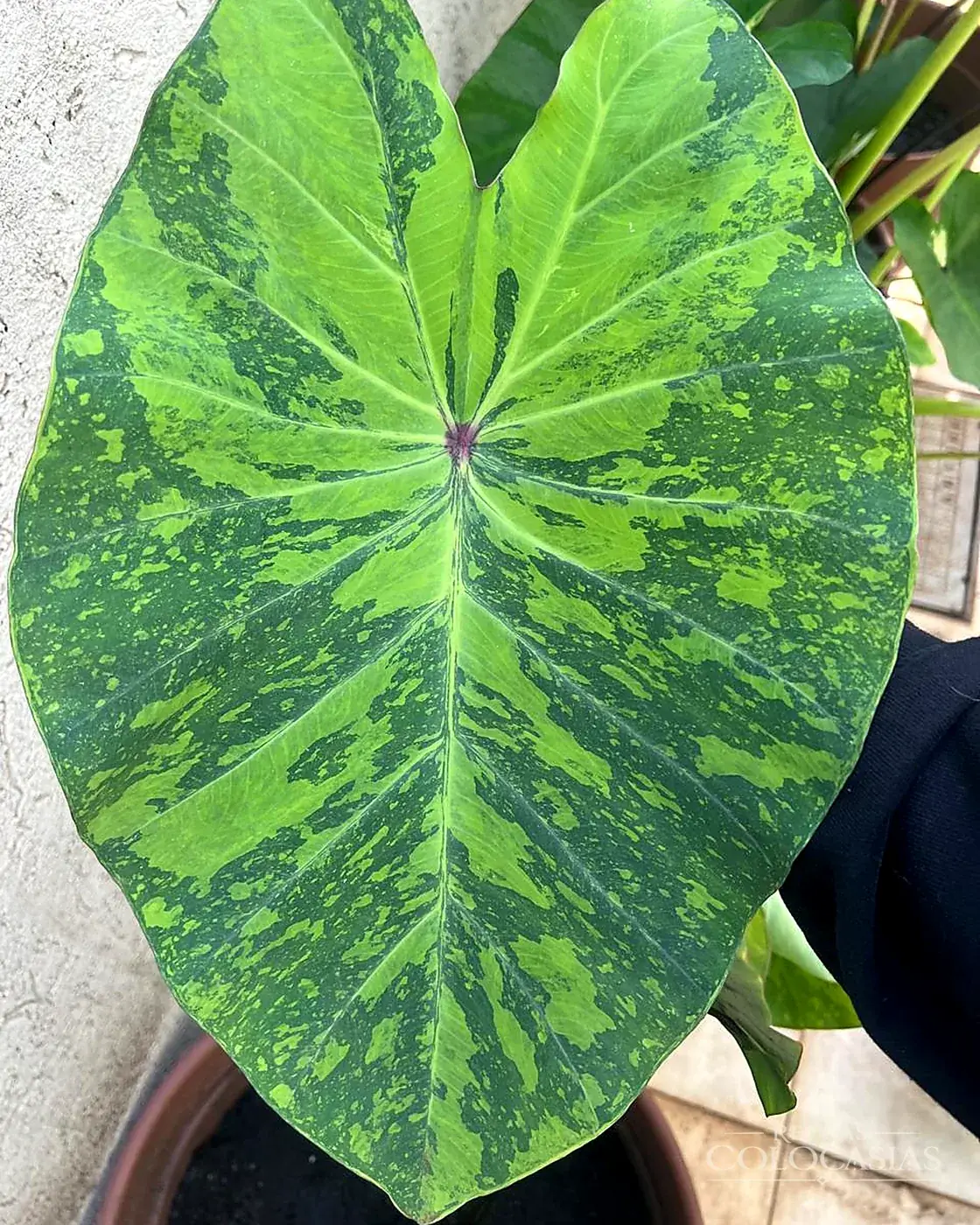 Colocasia Lemon Lime Gecko