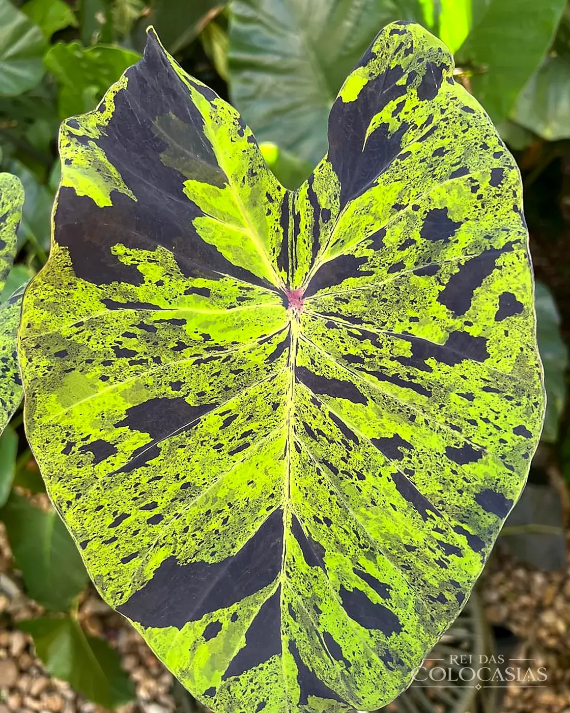 Colocasia Mojito