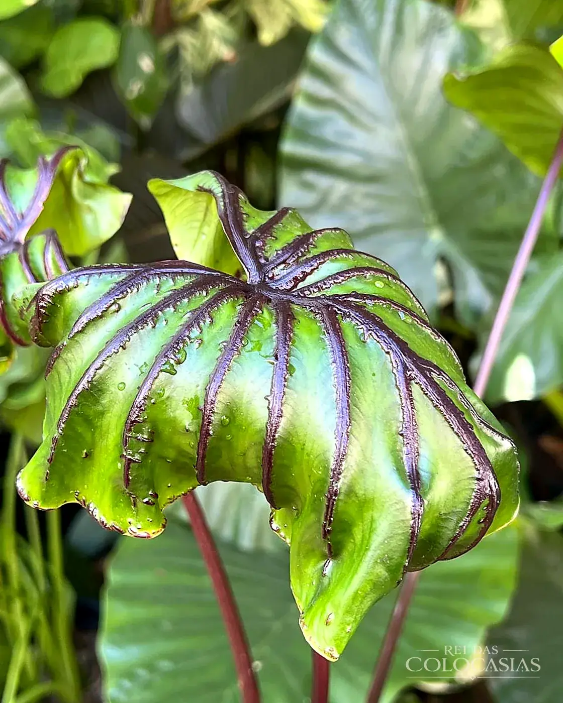 Colocasia Pharaoh's Mask