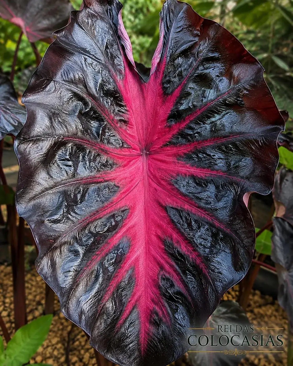 Colocasia Redemption