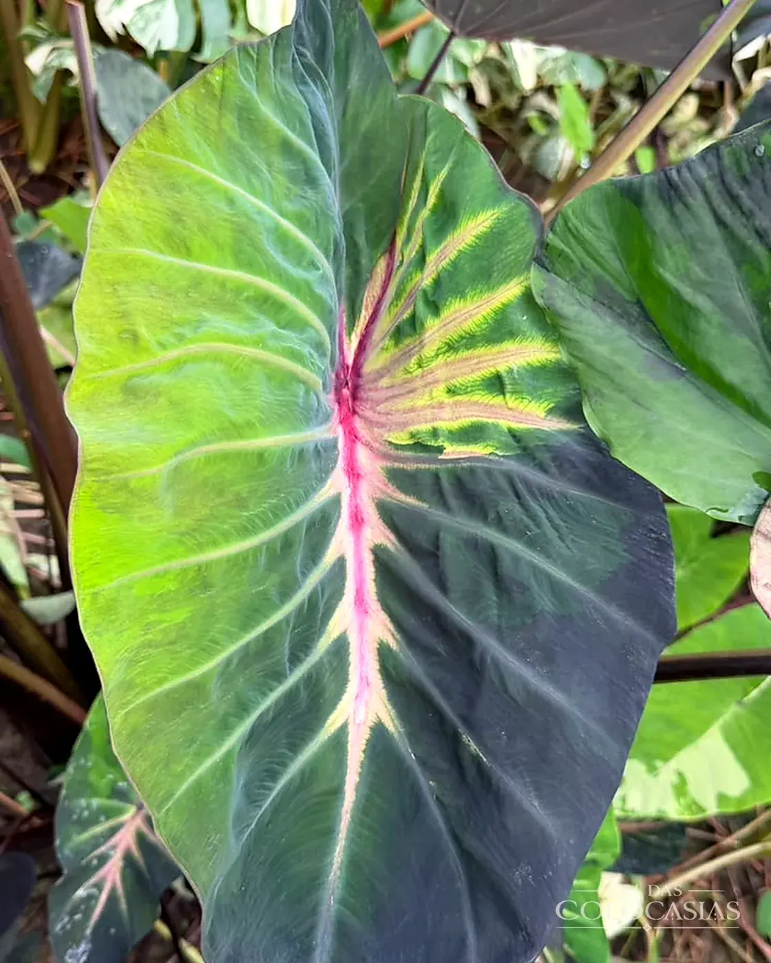 Colocasia Supernova