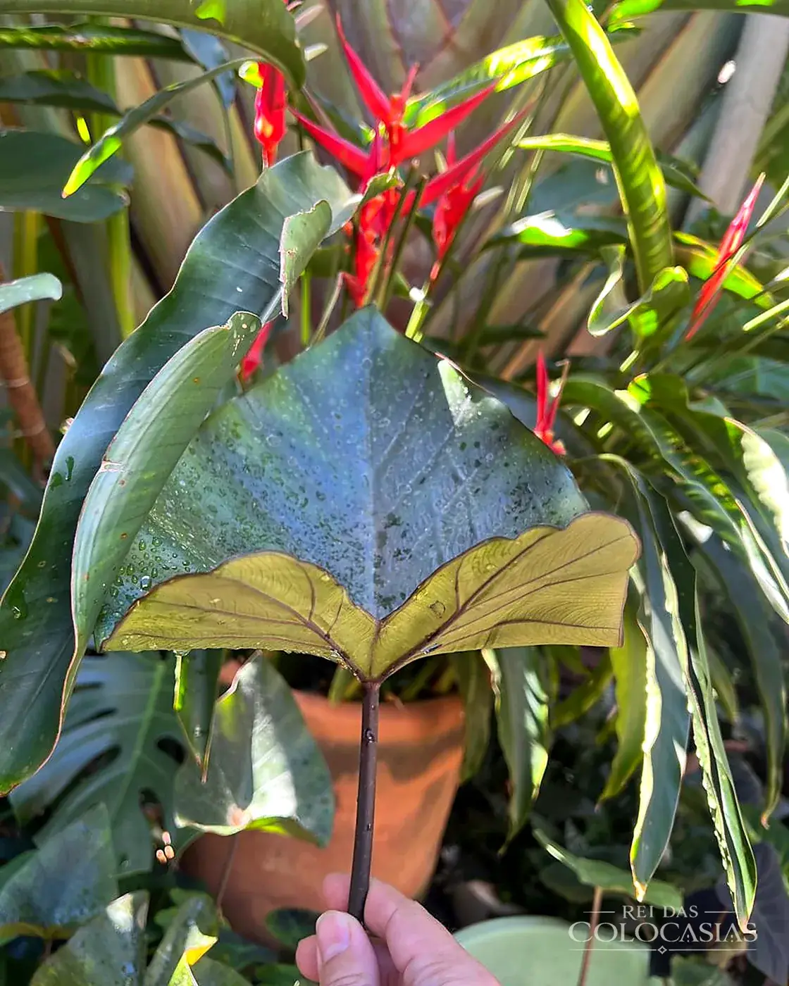 Colocasia Tea Cup
