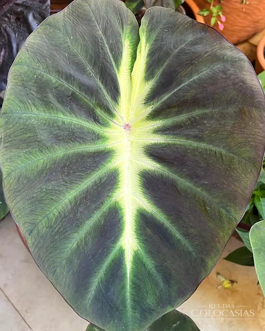 Colocasia Tropical Storm