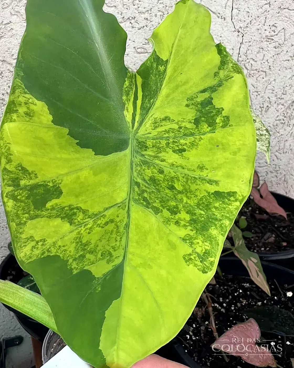 Colocasia Yellow Splash